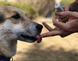 3-Pack Beef Flavored Dog Toothpaste - IndigoPetco.com