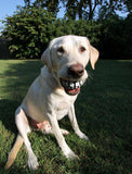 3 Pack Smile Dog Balls - IndigoPetco.com