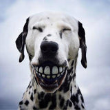 3 Pack Smile Dog Balls - IndigoPetco.com