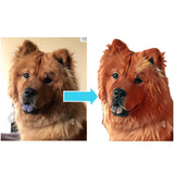 Custom Print Vinyl Sticker of Your Pet - IndigoPetco.com