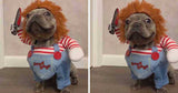 Deadly Doll Dog Costume - IndigoPetco.com