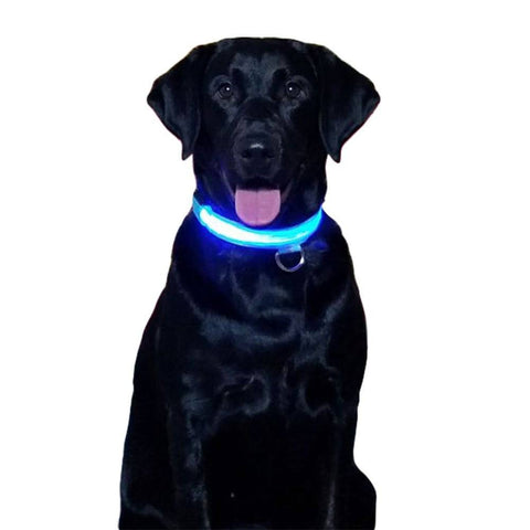 LED Glow Collar - IndigoPetco.com
