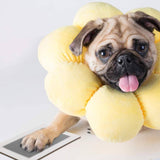 3-Pack Paw Print Stamp Pads - IndigoPetco.com