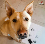 3-Pack Paw Print Stamp Pads - IndigoPetco.com