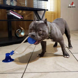 3-Pack Suction Cup Dog Tug Toys - IndigoPetco.com