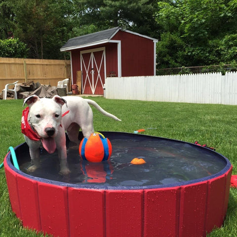 Portable Pet Pool