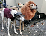 The Lion King Dog Costume
