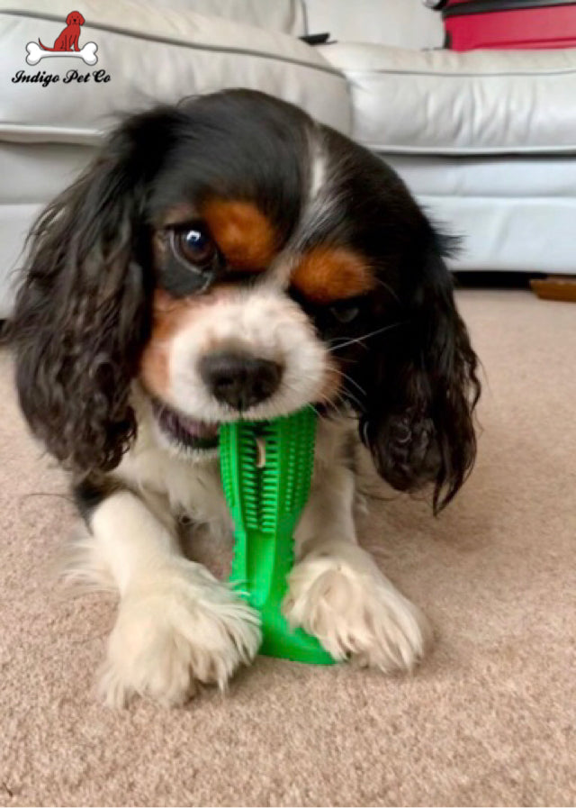 World's Most Effective Dog Toothbrush & Toothpaste Set